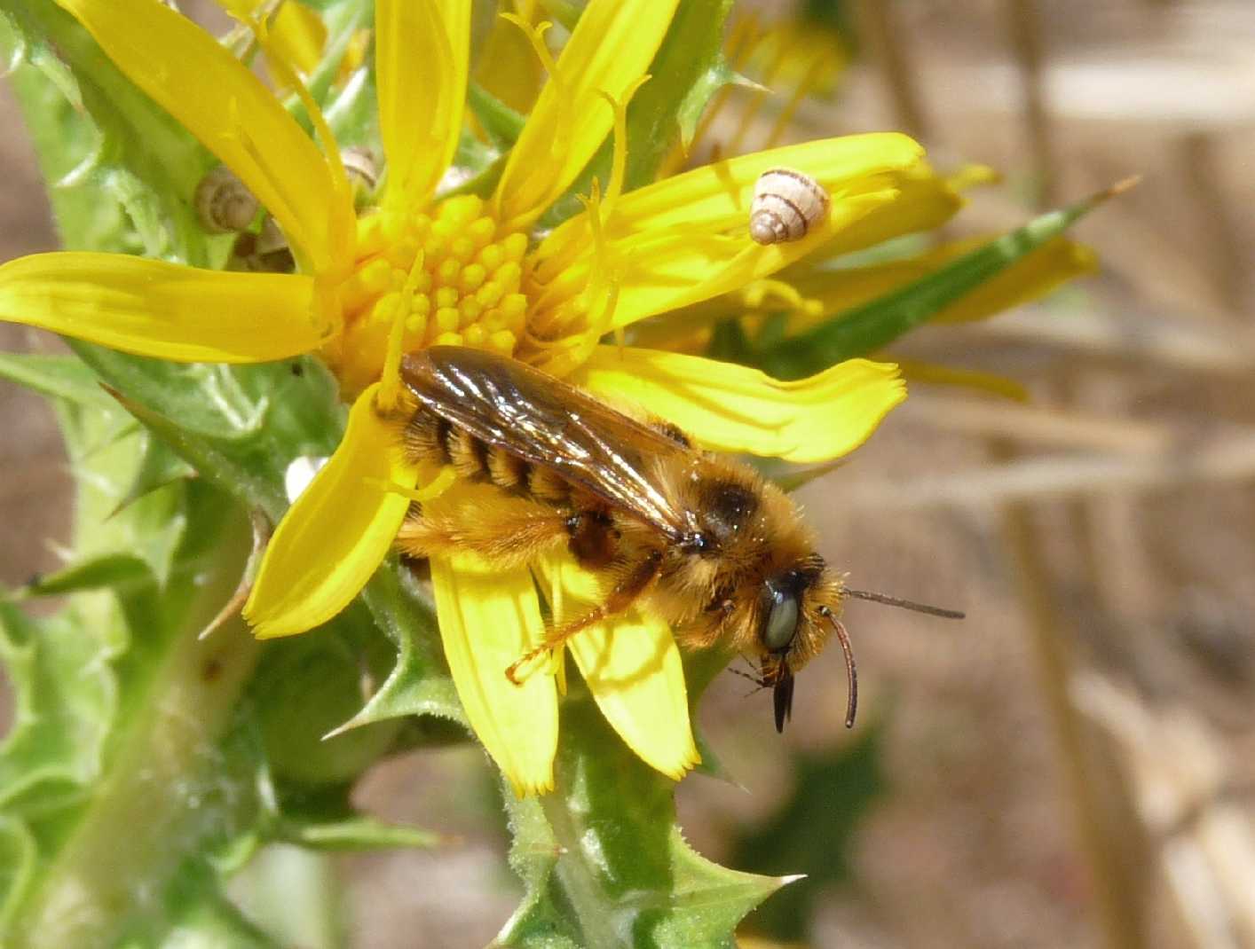 Pianta come punto di ritrovo di Dasypoda sp. (Apidae Melittinae)